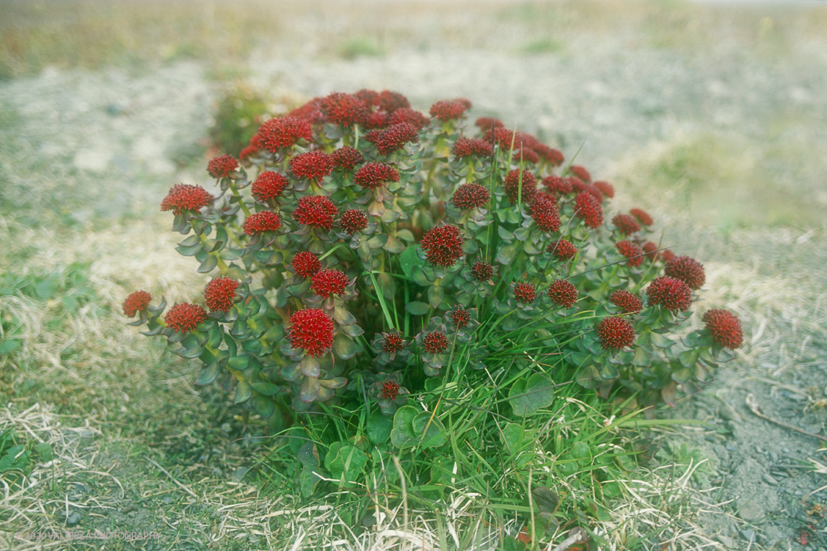 90 SIBERIA.jpg - Luglio/Agosto 1992. Siberia, terra dei Chukchi. Nell'oceano artico  125 Km a nord-est della penisola dei Chukchi (Siberia) c'Ã¨ l'isola di Wrangel, essa ospita piÃ¹ del doppio di specie vegetali (417) di qualsiasi territorio artico a paritÃ  di superficie nonchÃ¨ 30 specie diverse di uccelli oltre ad orsi polari, foche e trichechi ; per questo motivo   Ã¨ stata proclamata patrimonio dell'umanitÃ  dall'UNESCO. Nella foto isola di Wrangell una pianta fiorita del genere "Rodiola Rosea"